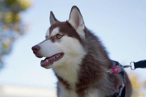 シベリアン・ハスキー 犬,シベリアン・ハスキー,大型犬の写真素材