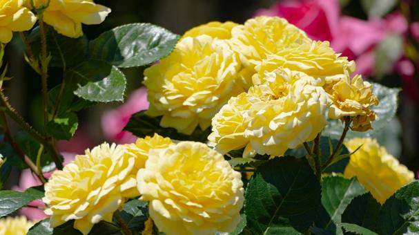 バラ バラの写真