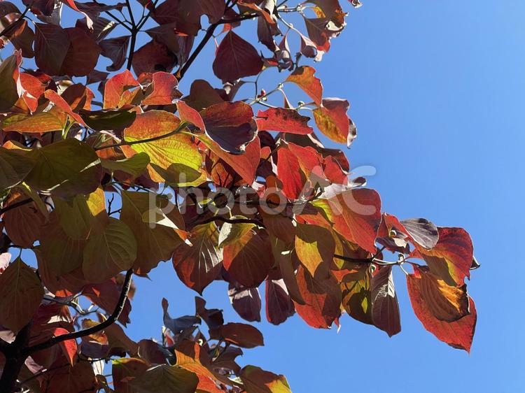 神田川11月：紅葉する樹木 2024 紅葉,赤,樹木の写真素材