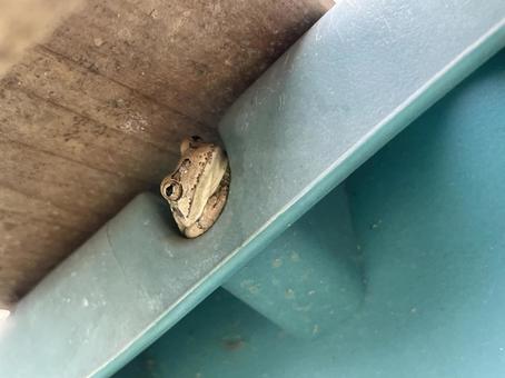 穴にひそむカエル 穴にひそむカエルの写真