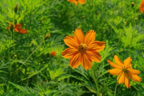 オレンジ色のキバナコスモス オレンジ色のキバナコスモスの写真