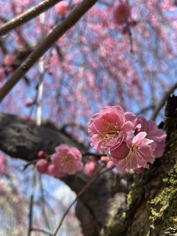 梅の花の写真