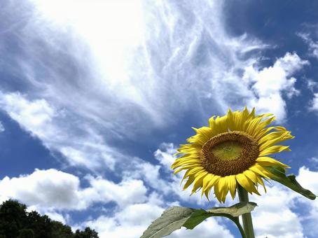 美しい空と元気なひまわり ひまわり,美しい,自然の写真素材