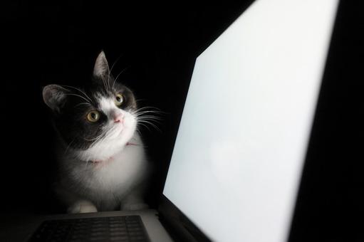 パソコンの画面を見る猫 マンチカン,猫,パソコンの写真素材