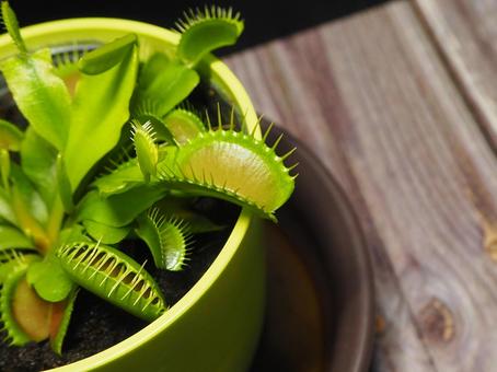 ハエトリグサ ハエトリグサ ハエトリグサ,ハエトリ草,食虫植物の写真素材