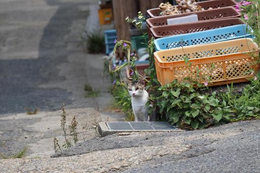 道端の草むらに子猫がいる風景 道端の草むらに子猫がいる風景の写真