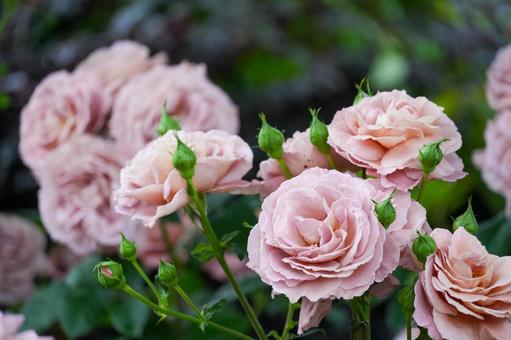 Photo, rose, gardening, flower, 