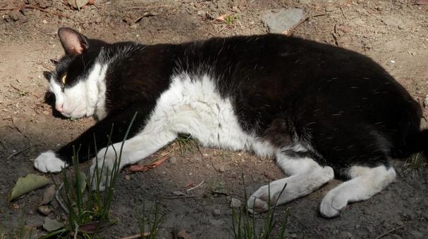野良猫 野良猫の写真