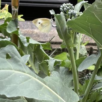 Cabbage white butterfly egg laying, JPG Cabbage white butterfly egg laying, JPG