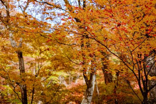 ［季節のイメージ］紅葉｜秋｜高原｜もみじの写真