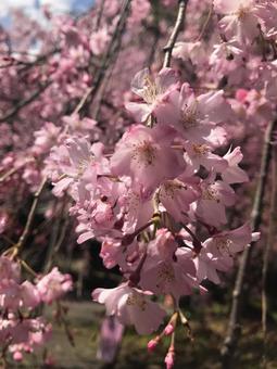 桜 桜の写真