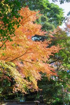 秋の気配・色づくモミジ 秋の気配・色づくモミジ 紅葉,モミジ,秋の写真素材
