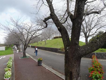 成田市さくらの山公園の風景-1 成田市さくらの山公園の風景-1 成田市さくらの山公園,千葉県成田市,桜の木の写真素材