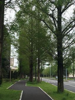 緑豊かな初夏の歩道 緑豊かな初夏の歩道 風景,あすみが丘,歩道の写真素材
