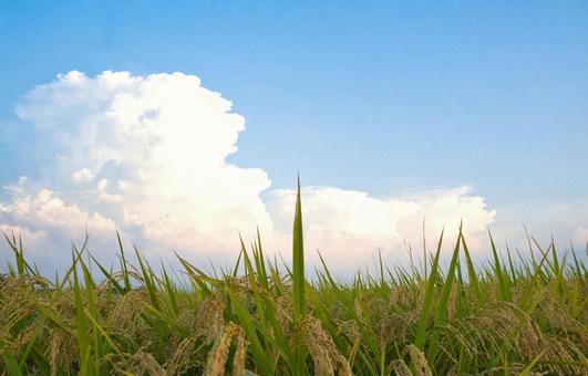 もこもこの入道雲と黄金色の稲穂 もこもこの入道雲と黄金色の稲穂 稲穂,稲,田んぼの写真素材