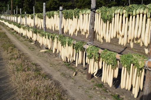 大根の収穫 天日干し 山形県庄内 大根の収穫,大根の天日干し,大根の写真素材