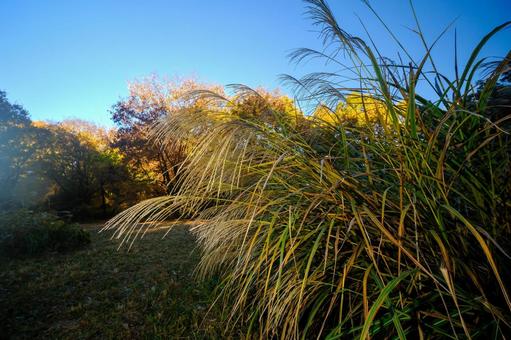 ススキ ススキ,芒,薄の写真素材