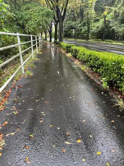 雨上がりの歩道と落ち葉 歩道,雨上がり,落ち葉の写真素材