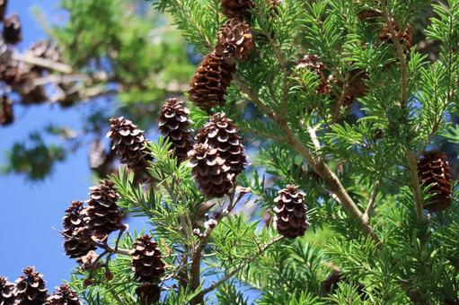 たくさんの茶色の実と緑の葉の木の枝の風景 たくさん,茶色,実の写真素材
