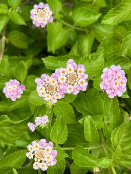 ランタナ　花の写真