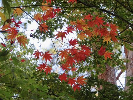 紅葉 紅葉の写真