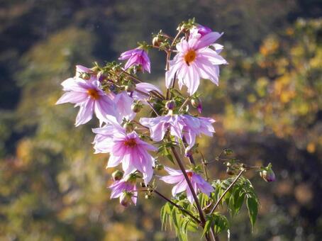 【花の写真】皇帝ダリア 皇帝ダリア,コウテイダリア,植物の写真素材