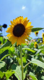 夏を抱きしめる花畑 夏を抱きしめる花畑の写真