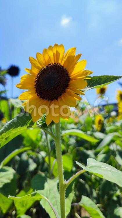 夏を抱きしめる花畑 ひまわり,洲原ひまわりの里,黄金色の花畑の写真素材