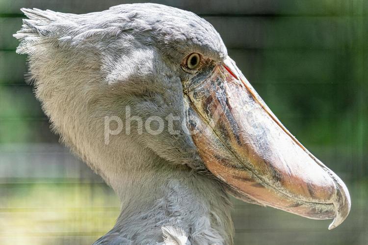 ハシビロコウの横顔 ハシビロコウ,横顔,鳥の写真素材