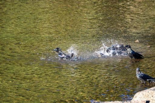 カラスの水浴び⑸ カラスの水浴び⑸の写真