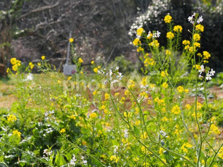 美しい菜の花畑 菜の花,フラワー,花の写真素材