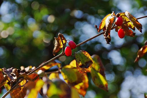 サンシュユの赤い実 サンシュユの赤い実 サンシュユ,山茱萸,ミズキ科の写真素材
