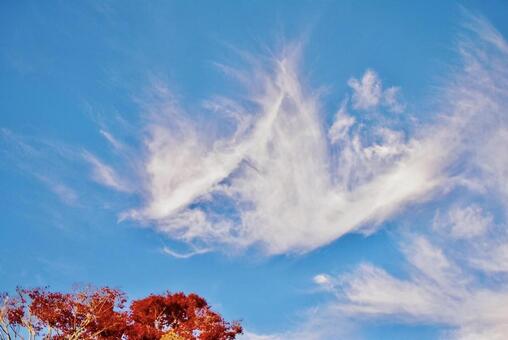 鳥の様な形雲とモミジの紅葉 鳥の形をした雲,モミジ,紅葉の写真素材