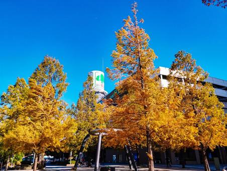 黄金色の秋の街 紅葉,公津の杜,おしゃれの写真素材