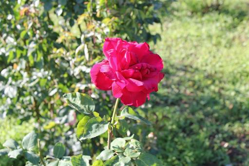 ばら284 バラ,rose,初夏の写真素材