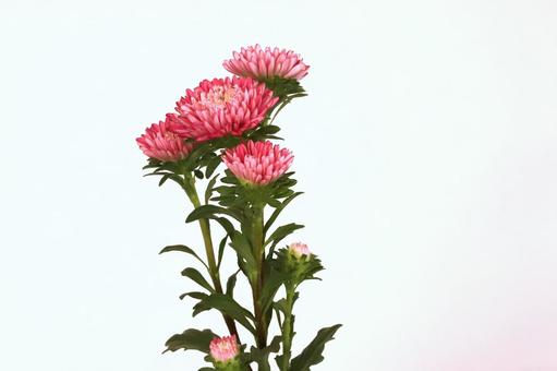 アスター菊の写真