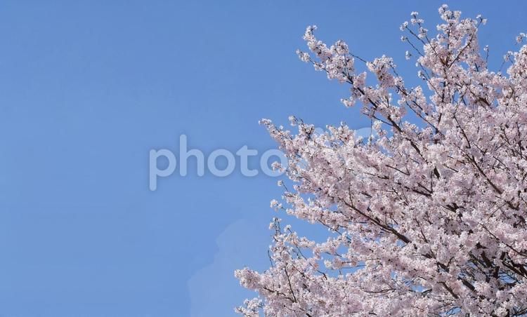 桜と青空、サクラの背景、さくら さくら,桜,サクラの写真素材