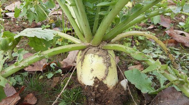 育ってきている大根 大根,菜園,栽培の写真素材