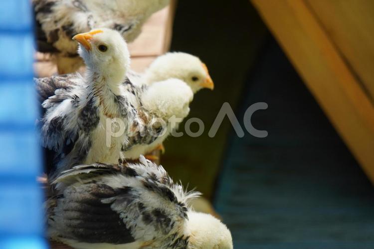 ヒナたちの待ち時間 チャボ,ヒナ,雛の写真素材