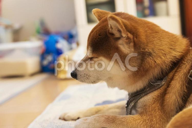 くつろいで眠そうな表情の柴犬 柴犬,しばいぬ,日本犬の写真素材