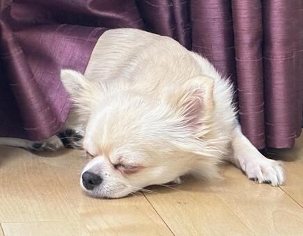 リビングで寝そべるチワワ チワワ,寝顔,室内犬の写真素材