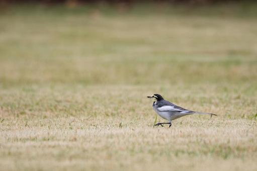 ハクセキレイ⒃の写真