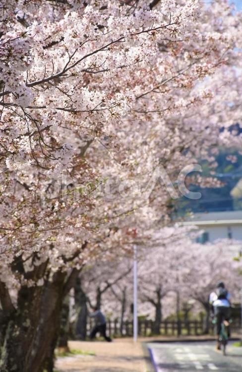 桜並木 さくら,サクラ,sakuraの写真素材