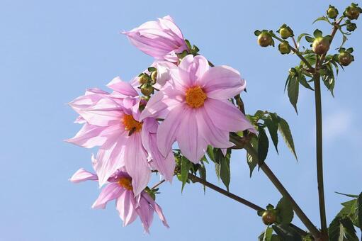 皇帝ダリヤ 植物,花,皇帝ダリヤの写真素材