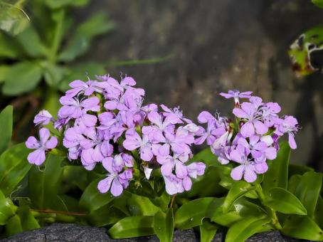 ハマナデシコのある風景 ハマナデシコのある風景 ハマナデシコ,花,雑草の写真素材