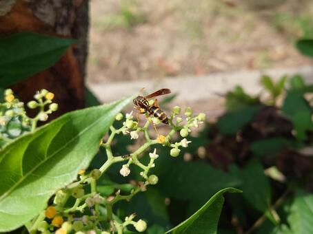 フタモンアシナガバチ フタモンアシナガバチ,虫,昆虫の写真素材