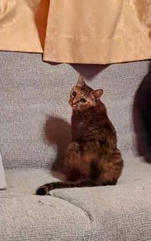 振り返る猫 振り返る猫の写真