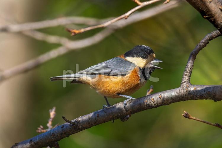 枝にとまるヤマガラ ヤマガラ,野鳥,鳥の写真素材