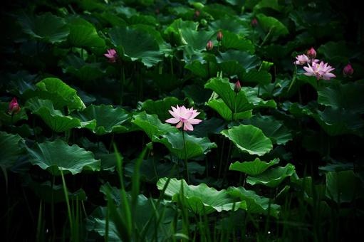 Photo, lotus, myomiko park, a lotus, 
