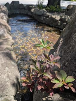 小川 小川の写真
